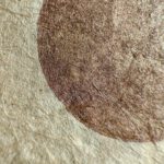 Linoldruck, 22 x 22 cm, Kupfer auf Beige/Ocker
